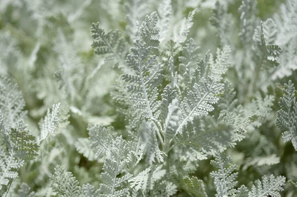 Flora Gran Canaria Ptarmiciflorum Tanacetum Srebrny Tansy Endemiczny Dla Wyspy — Zdjęcie stockowe