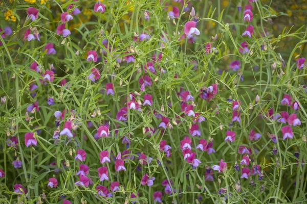 Flora Von Gran Canaria Lathyrus Clymenum Spanischer Vetchling — Stockfoto