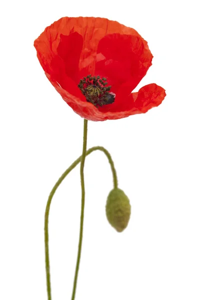 Flora Gran Canaria Field Poppy Isolated White Background — Stock Photo, Image