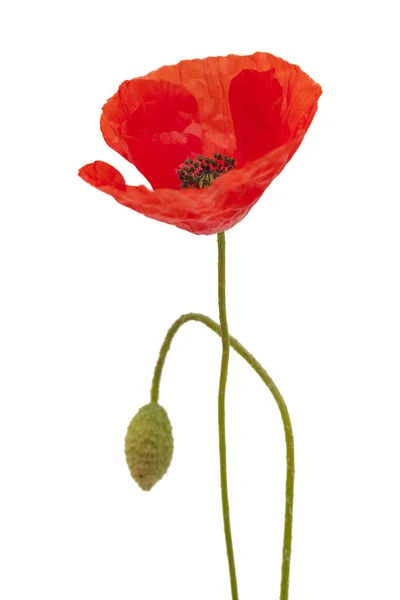 Flora Gran Canaria Field Poppy Isolated White Background — Stock Photo, Image