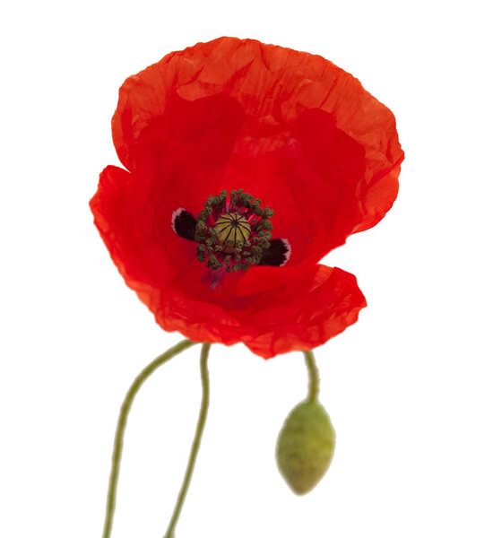 Флора Гран-Канария - полевой мак на белом фоне
