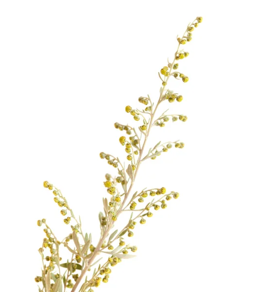 Flora Gran Canaria Artemisia Thuscula Lidově Zvané Incienso Kadidlo Pro — Stock fotografie