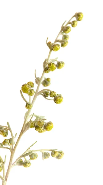 Flora Gran Canaria Artemisia Thuscula Lidově Zvané Incienso Kadidlo Pro — Stock fotografie