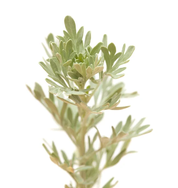 Flora Gran Canaria Artemisia Thuscula Rama Floreciente Localmente Llamada Incienso —  Fotos de Stock