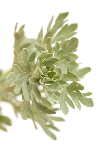 Flora Gran Canarii Artemisia Thuscula Braku Kwitnienia Gałąź Lokalnie Zwane — Zdjęcie stockowe