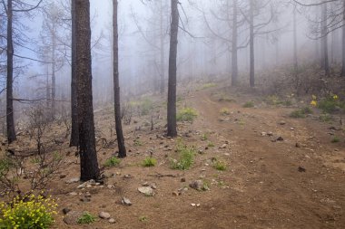 Gran Canaria, olabilir 2018, Las Huelva'daki affeced Eylül 2017 yılında orman yangını tarafından bölgede büyüyen ve orman katta çiçekli Otsu bitkiler