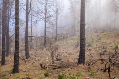 Gran Canaria, May 2018, area in Las Cumbres affeced by the wildfire in September 2017, herbaceous plants growing and flowering on forest floor clipart