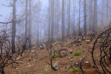 Gran Canaria, olabilir 2018, Las Huelva'daki affeced Eylül 2017 yılında orman yangını tarafından bölgede büyüyen ve orman katta çiçekli Otsu bitkiler