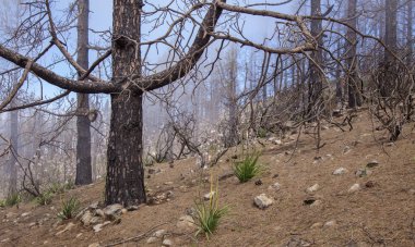 Gran Canaria, olabilir 2018, Las Huelva'daki affeced Eylül 2017 yılında orman yangını tarafından bölgede büyüyen ve orman katta çiçekli Otsu bitkiler