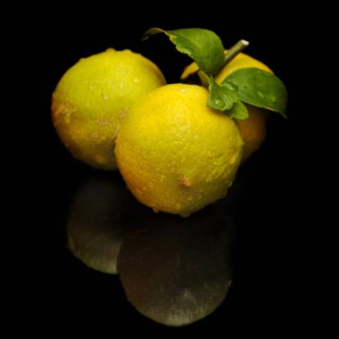 üç limon kümesinde aynı dalda siyah ayna