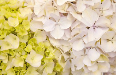 yağmur sonrası ıslak Fransız ortanca arka plan bol çiçek