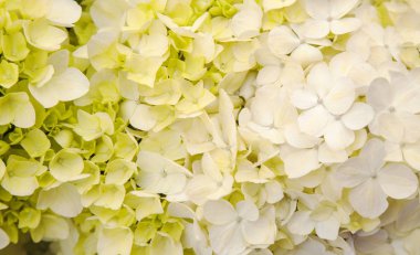 yağmur sonrası ıslak Fransız ortanca arka plan bol çiçek