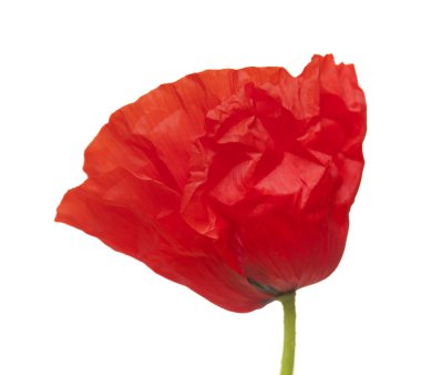 Gran Canaria - beyaz izole kırmızı çiçekli haşhaş florası 