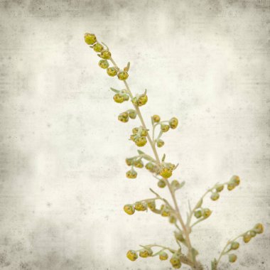 Eski Kağıt arka plan ile Artemisia thuscula, pelin Kanarya Adaları'na endemik dokulu