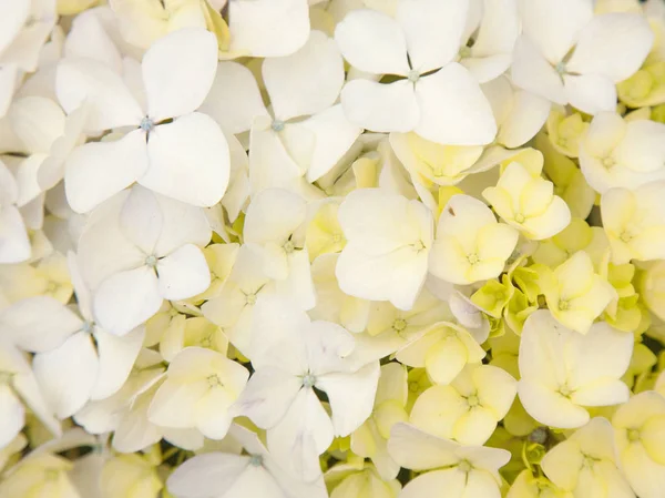 Overvloedige Bloemen Van Franse Hydrangea Achtergrond Nat Regen — Stockfoto