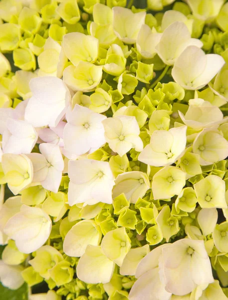 Abundantes Flores Hortensia Francesa Fondo Húmedo Después Lluvia —  Fotos de Stock