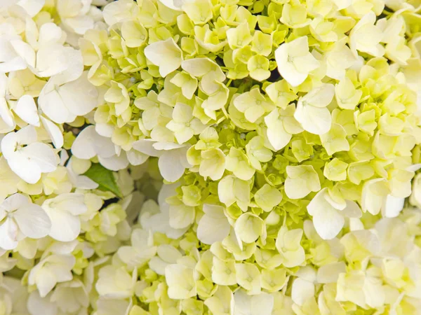 Abundantes Flores Hortensia Francesa Fondo Húmedo Después Lluvia —  Fotos de Stock