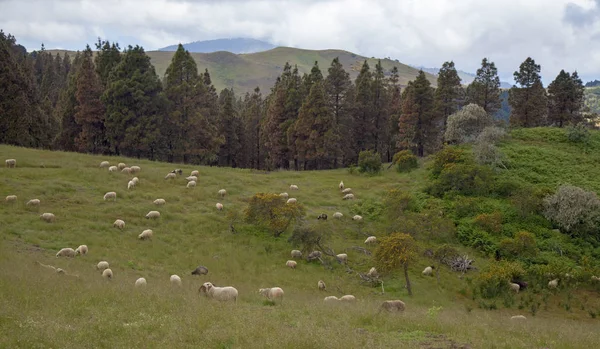 Gran Canaria May 2018 Flock Sheep Grazing — Stock Photo, Image