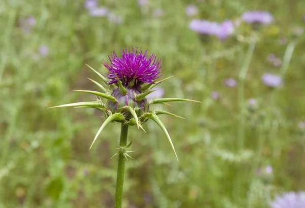 Flra Gran Canaria Silybum Marianum Cardo Mariano — Foto de Stock