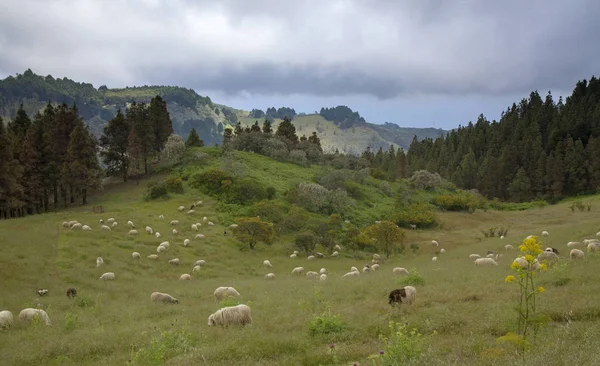 Gran Canaria May 2018 Flock Sheep Grazing — Stock Photo, Image