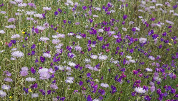 Flora Gran Canarii Kwitnące Pole Osty Fioletowy Niebieski Bugloss — Zdjęcie stockowe