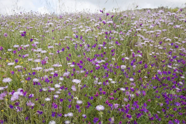グラン カナリア島 開花フィールド 紫のアザミ 青いムラサキ科の草の植物相 — ストック写真