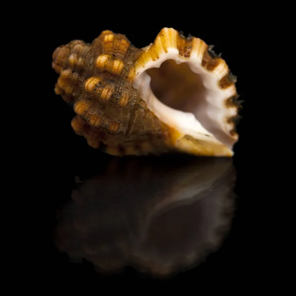 Small Brown Sea Snail Black Mirror Isolated Black Background — Stock Photo, Image