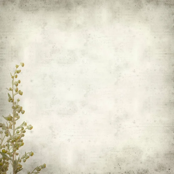 Testurizzato Vecchio Sfondo Carta Con Artemisia Thuscula Assenzio Endemico Delle — Foto Stock