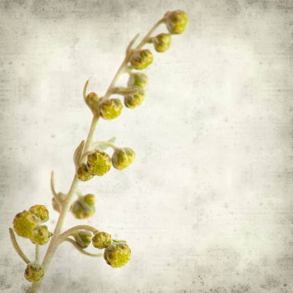 Textured Old Paper Background Artemisia Thuscula Wormwood Endemic Canary Islands — Stock Photo, Image