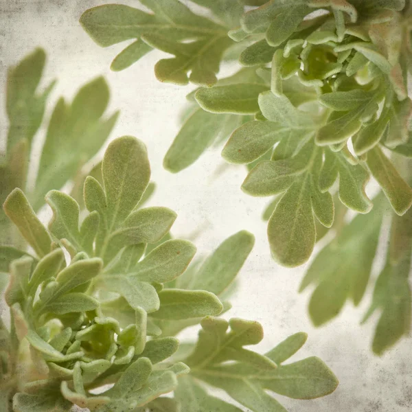Texturerat Gamla Papper Bakgrund Med Artemisia Thuscula Malört Endemisk Till — Stockfoto