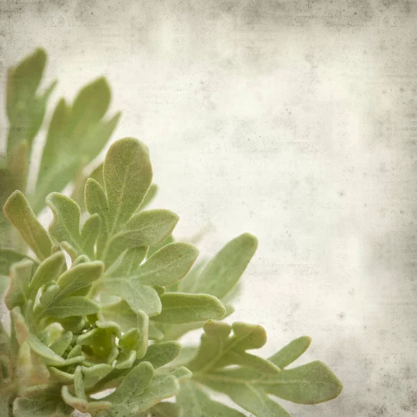 Vieux Fond Texturé Papier Avec Artemisia Thuscula Absinthe Endémique Des — Photo