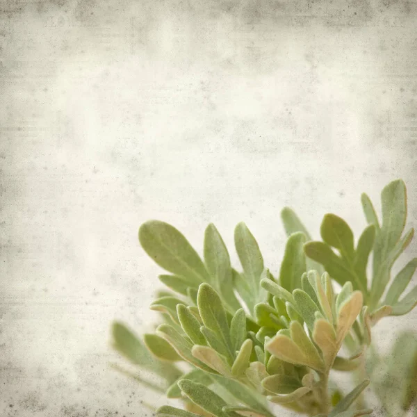 Textured Old Paper Background Artemisia Thuscula Wormwood Endemic Canary Islands — Stock Photo, Image