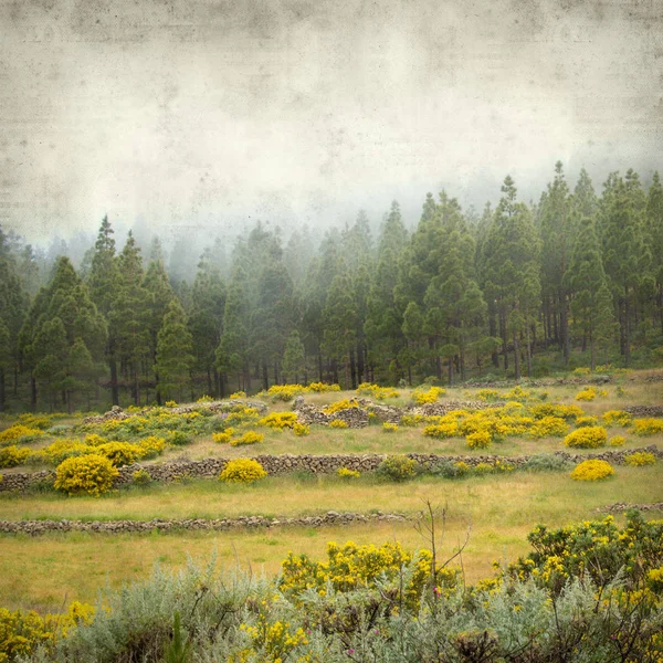 Fondo Papel Viejo Texturizado Con Paisaje Gran Canaria Día Niebla — Foto de Stock