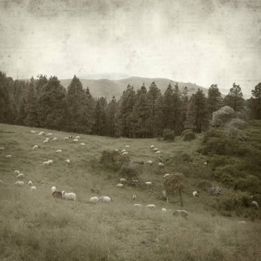 Gran Canaria yatay, koyun sürüsü ile dokulu eski Kağıt arka plan