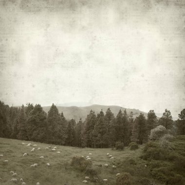 Gran Canaria yatay, koyun sürüsü ile dokulu eski Kağıt arka plan