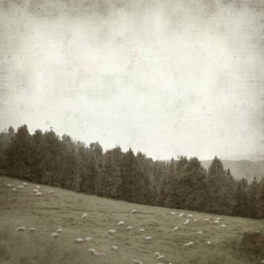 Gran Canaria yatay, koyun sürüsü ile dokulu eski Kağıt arka plan