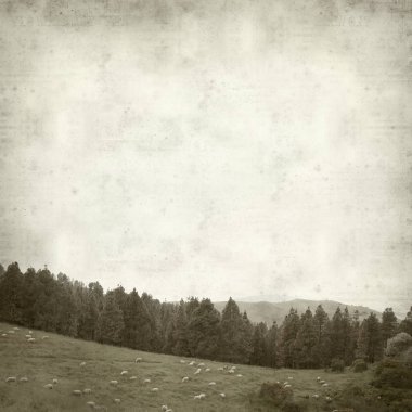 Gran Canaria yatay, koyun sürüsü ile dokulu eski Kağıt arka plan