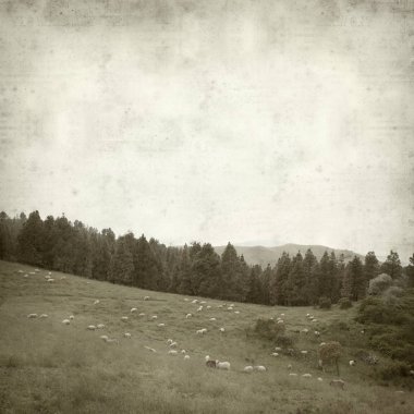 Gran Canaria yatay, koyun sürüsü ile dokulu eski Kağıt arka plan