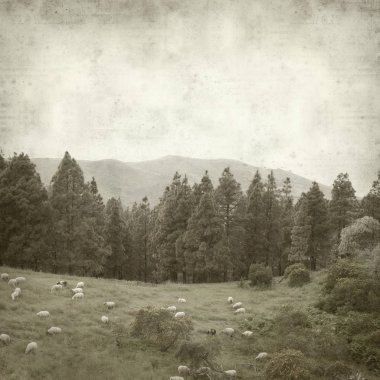 Gran Canaria yatay, koyun sürüsü ile dokulu eski Kağıt arka plan