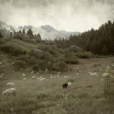 Gran Canaria yatay, koyun sürüsü ile dokulu eski Kağıt arka plan