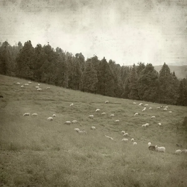 Textured Old Paper Background Gran Canaria Landscape Flock Sheep — Stock Photo, Image