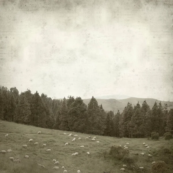 Vieux Papier Texturé Avec Gran Canaria Paysage Avec Troupeau Moutons — Photo