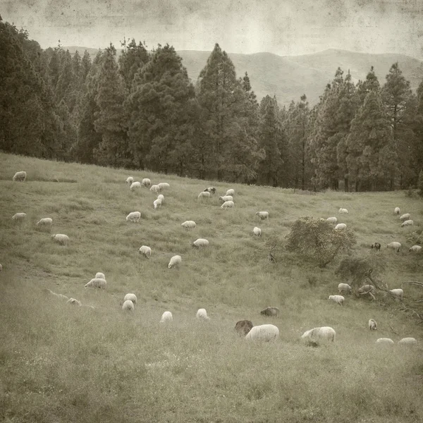 textured old paper background with Gran Canaria landscape with flock of sheep