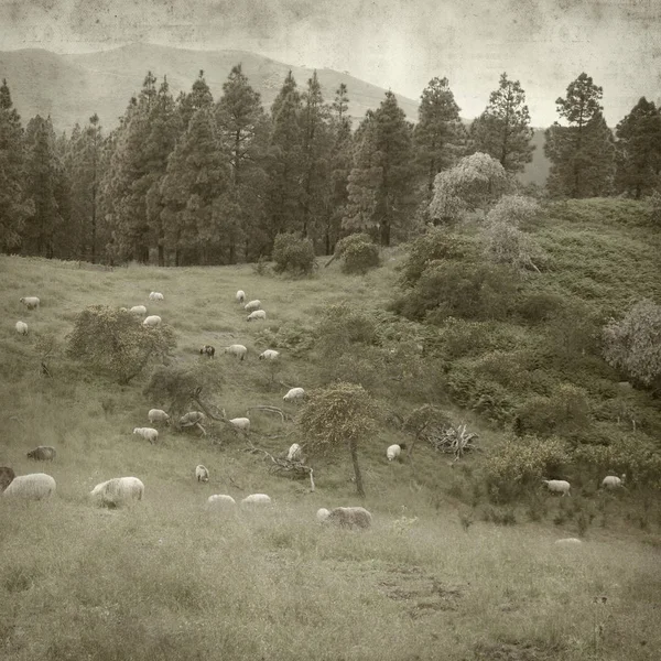 Gran Canaria yatay, koyun sürüsü ile dokulu eski Kağıt arka plan