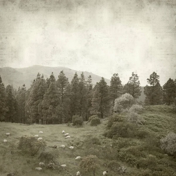 Teksturowanej Tło Stary Gran Canaria Krajobraz Stado Owiec — Zdjęcie stockowe