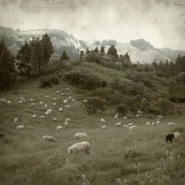 textured old paper background with Gran Canaria landscape with flock of sheep