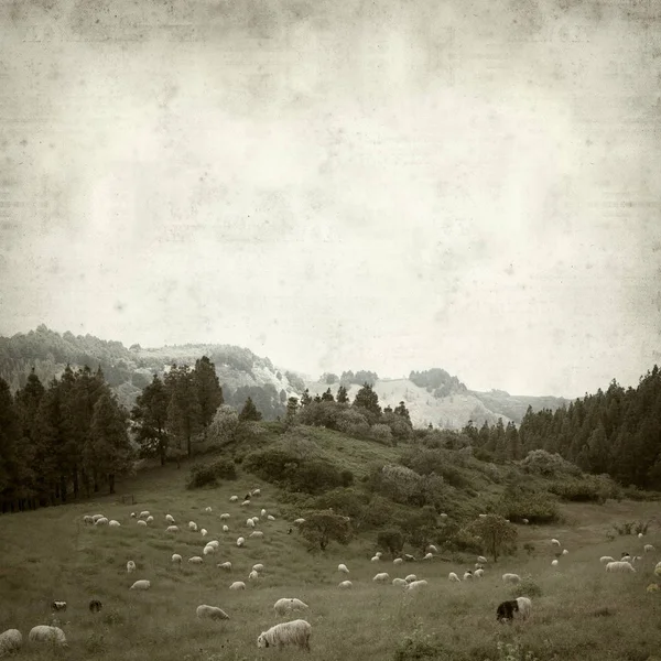 Gran Canaria yatay, koyun sürüsü ile dokulu eski Kağıt arka plan