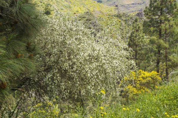 Gran Canaria - Chamaecytisus proliferus, ağaç lucerne, alt türü meridionalis, adaya endemik florası