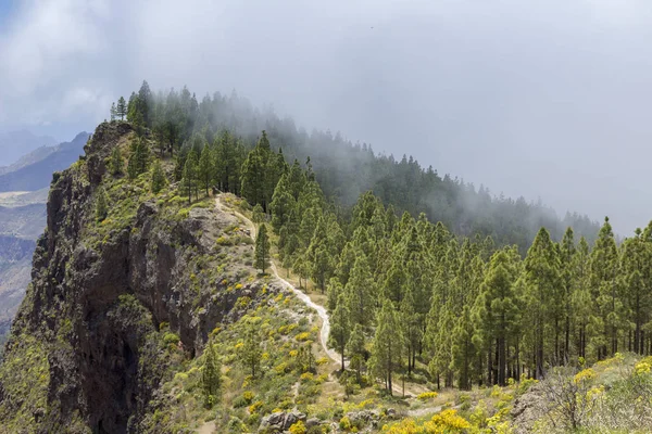 Gran Canaria Mai Wanderweg Cruz Tejeda Artenara Weg Bergauf Auf — Stockfoto