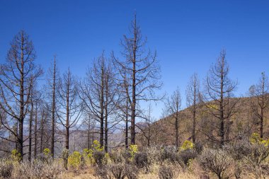 Gran Canaria, Haziran 2018, Las Huelva'daki affeced tarafından Eylül 2017 yılında orman yangını alanda iyileşme belirtileri gösteren Kanarya çam ağaçları